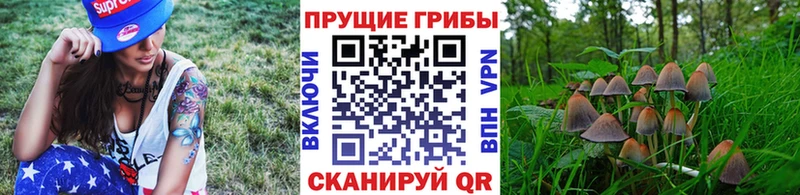 mega ссылки  Курган  Галлюциногенные грибы Psilocybe 